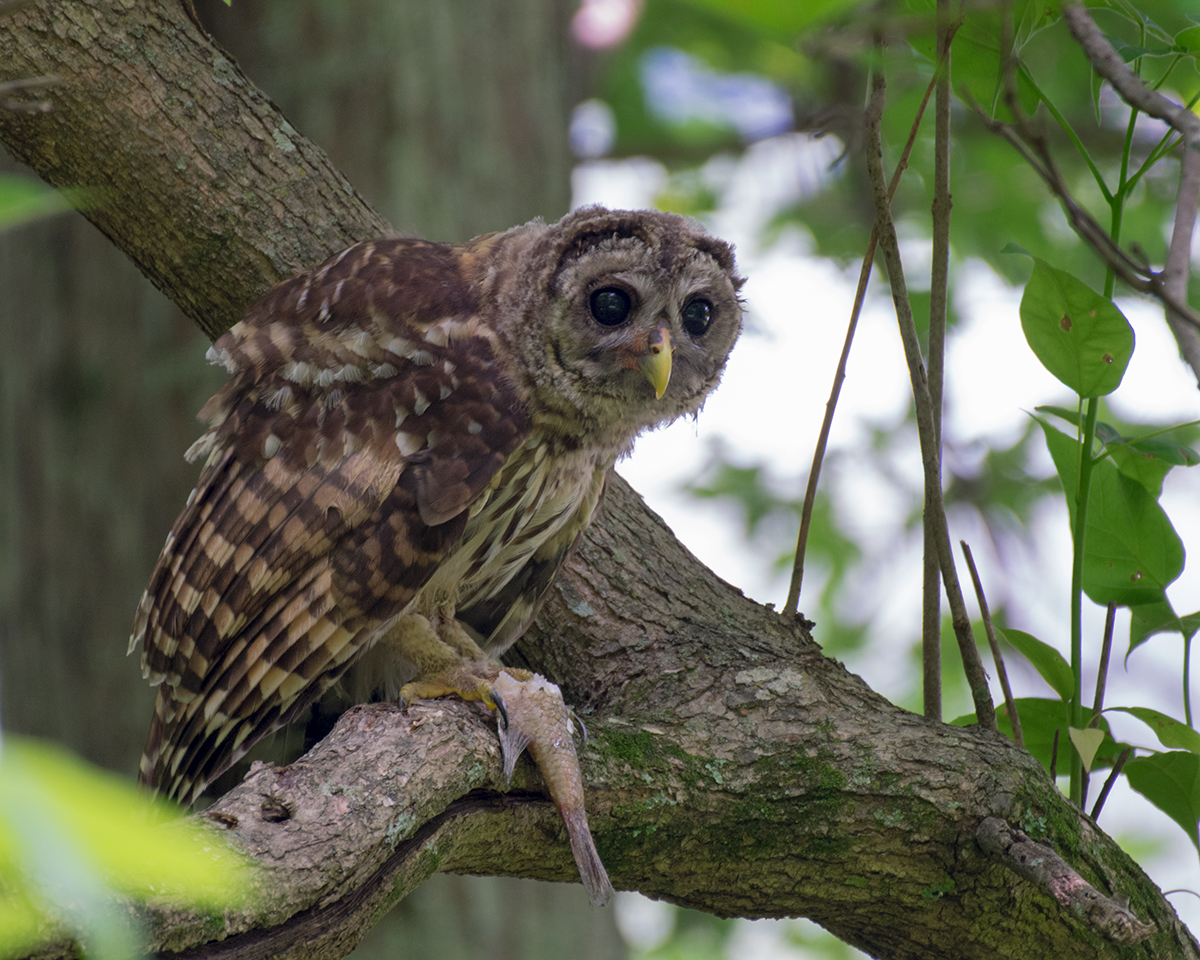 Barred Owl