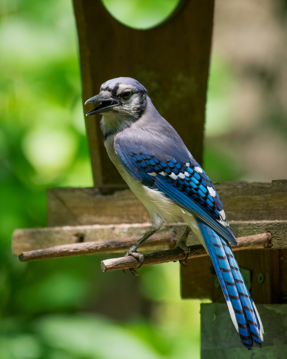 Blue Jay