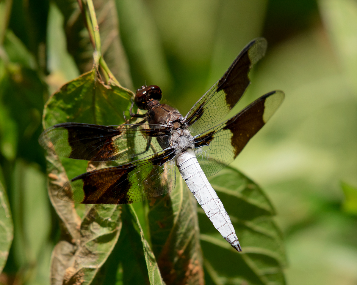 Common Whitetail (male)