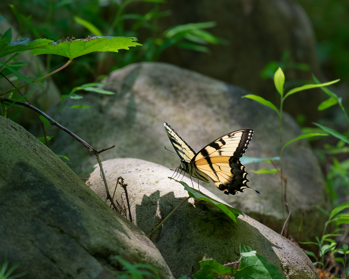 Eastern Tiger Swallowtail
