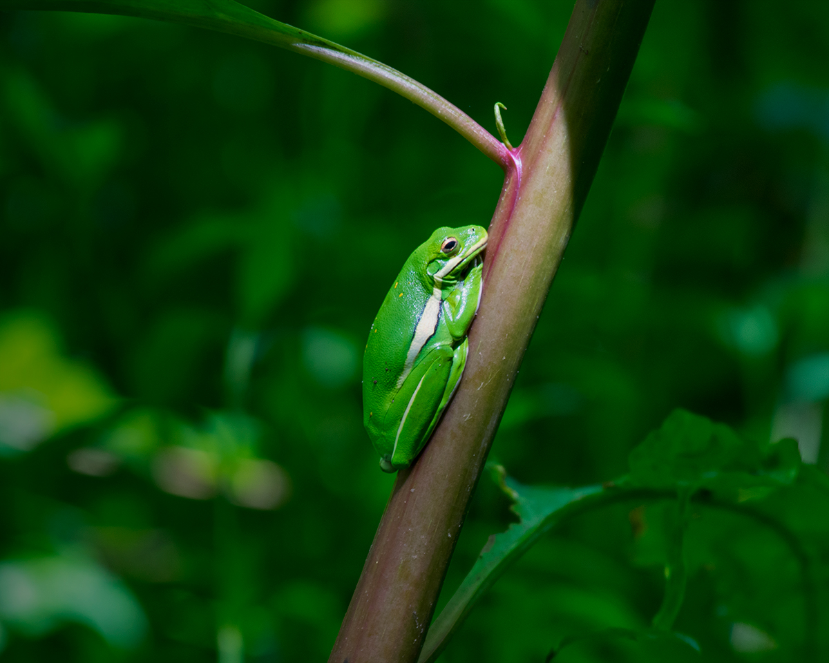 Green Tree Frog