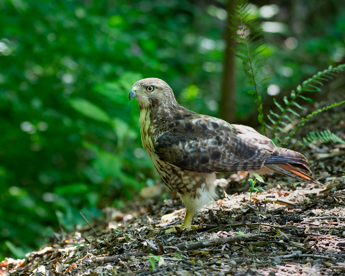 Red-Tailed Hawk