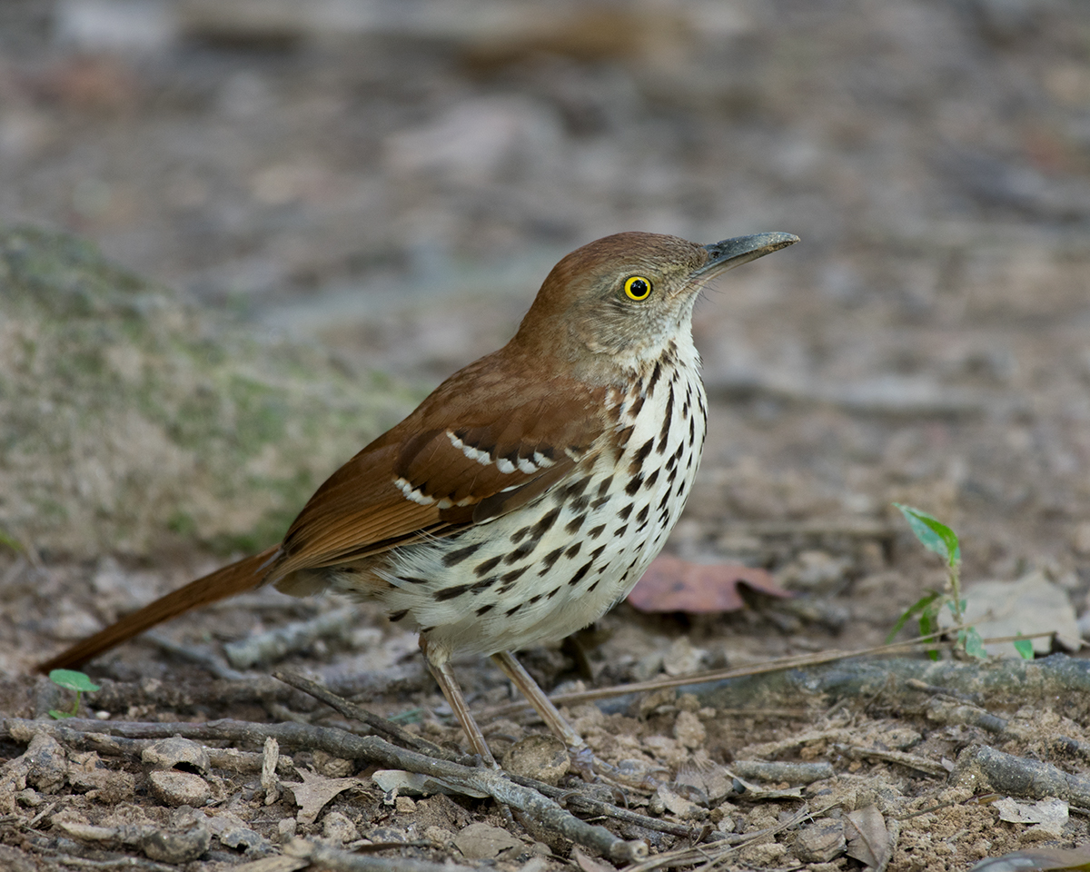 Brown Thrasher