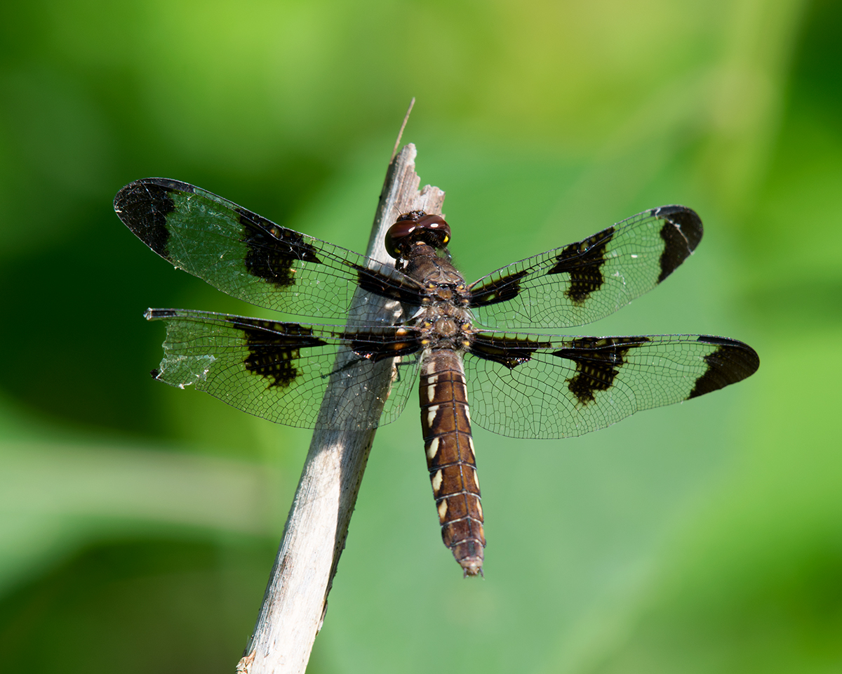 Common Whitetail (female)