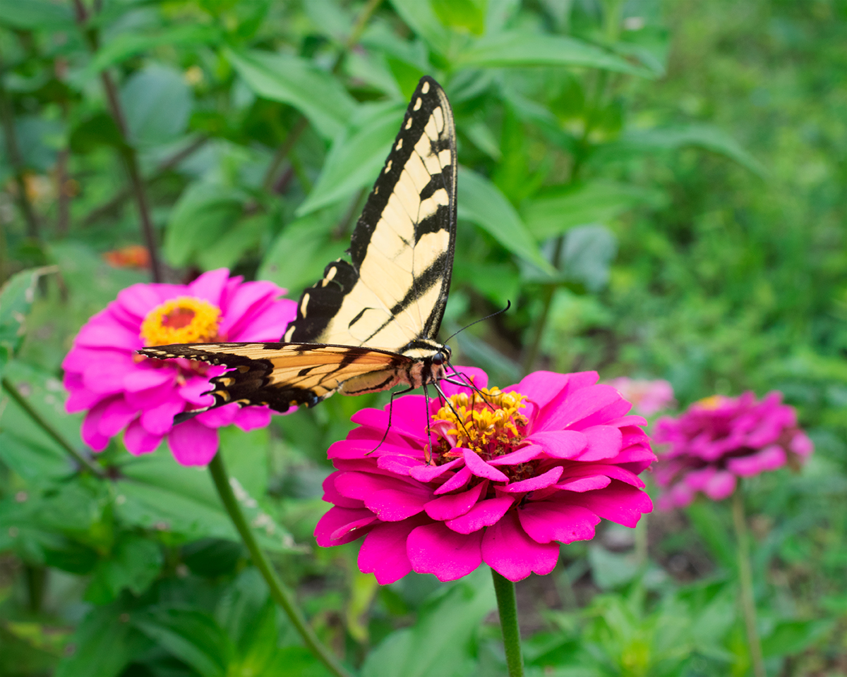 Eastern Tiger Swallowtail