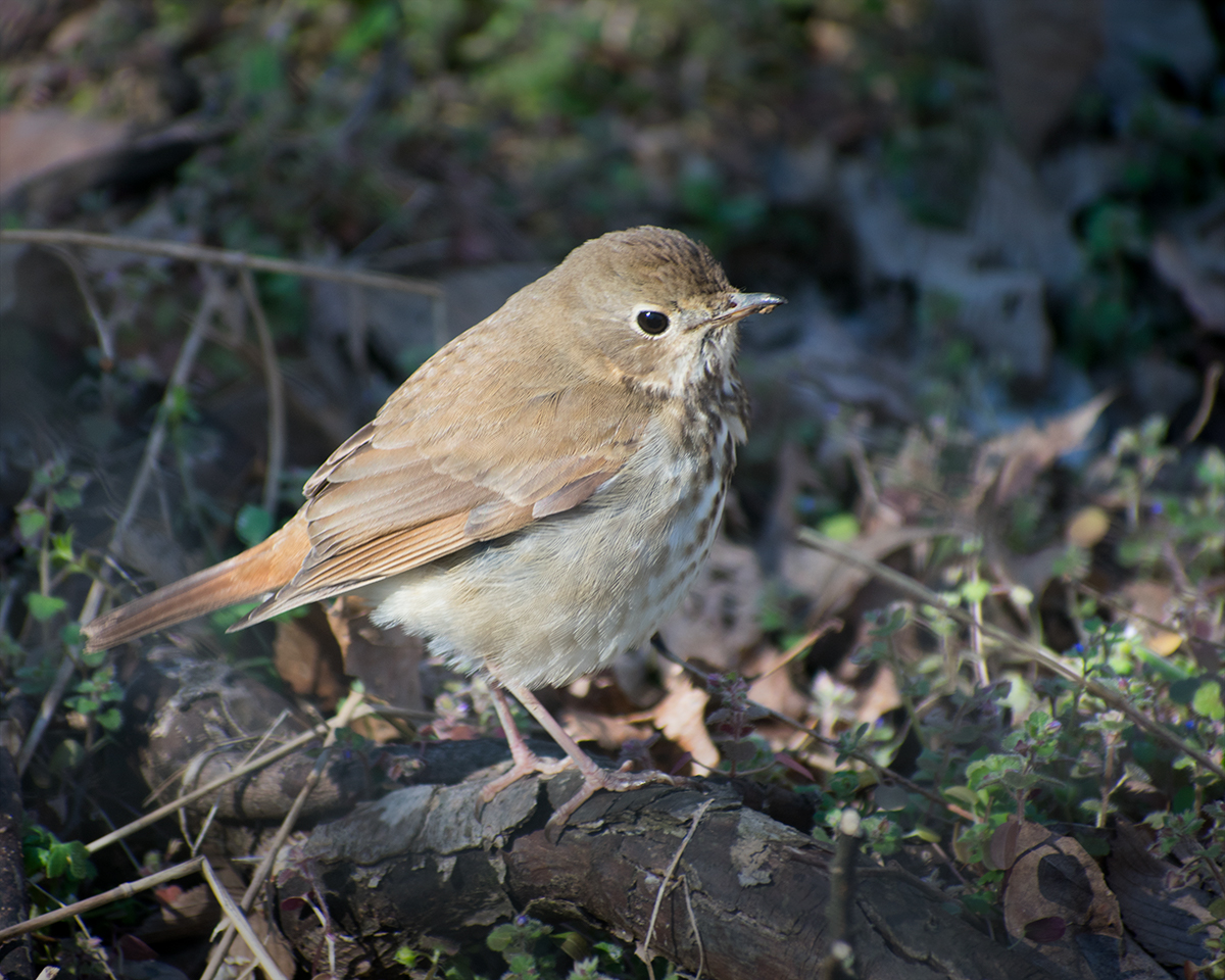 Hermit Thrush