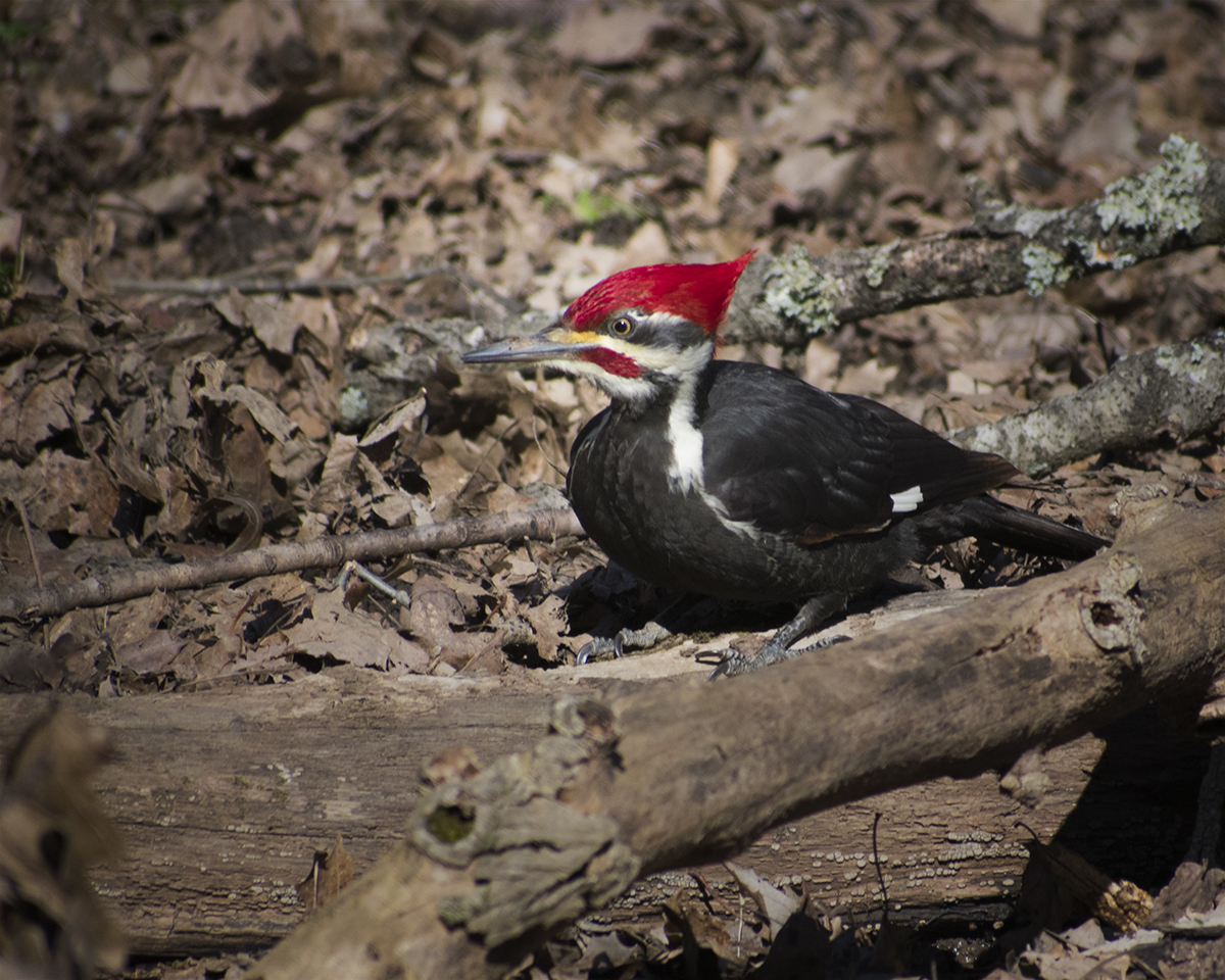 Pileated Woodpecker