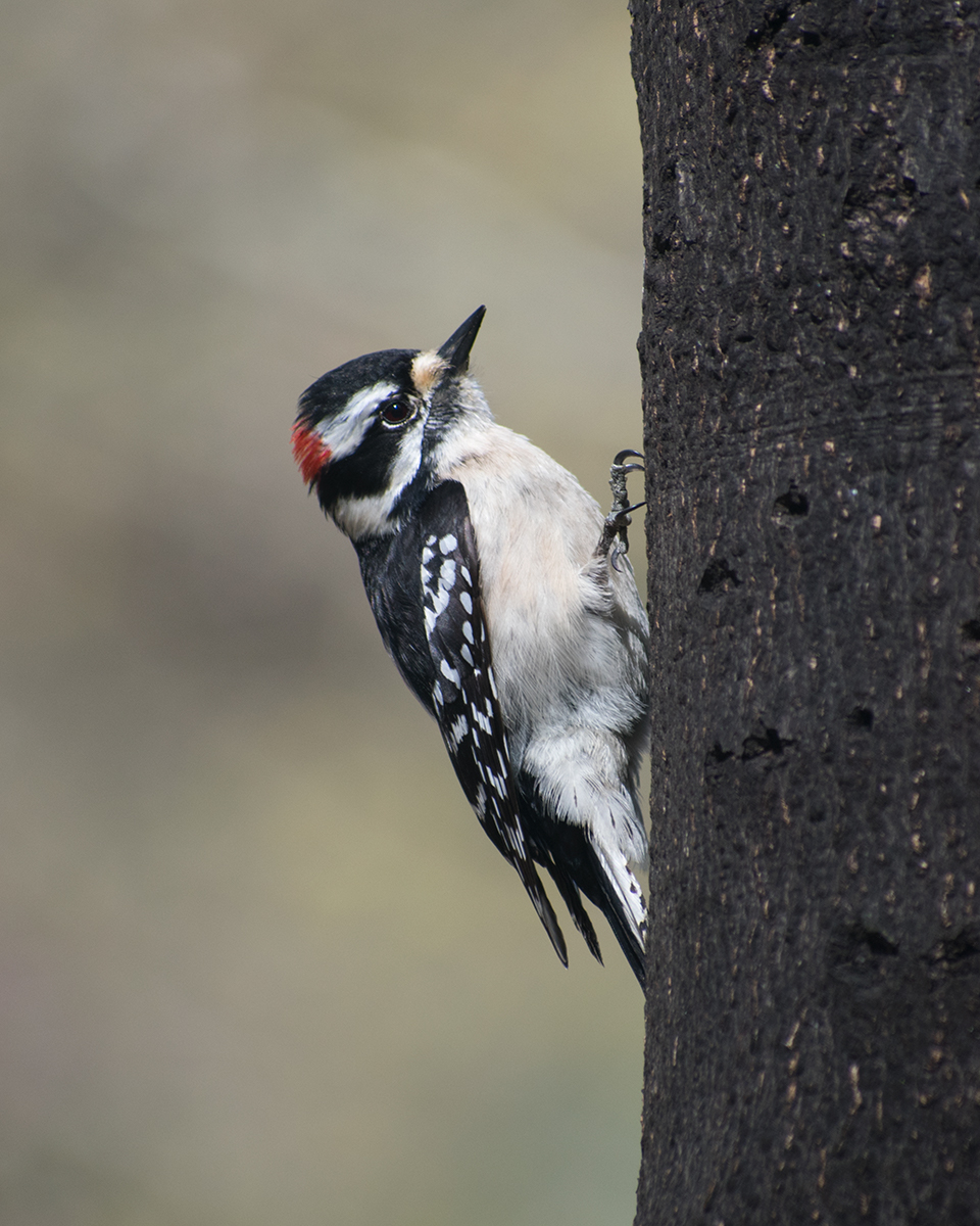 Downy Woodpecker