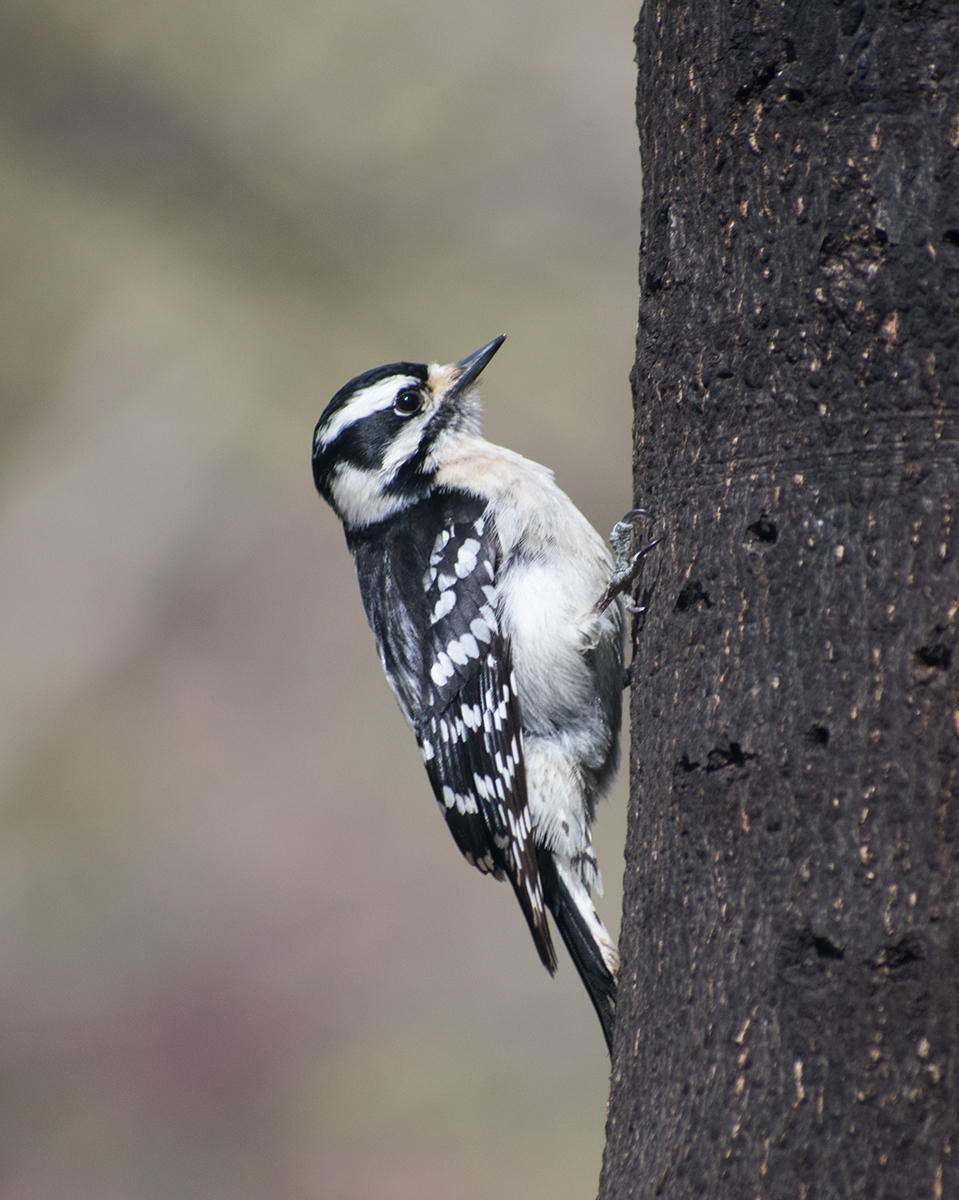 Downy Woodpecker