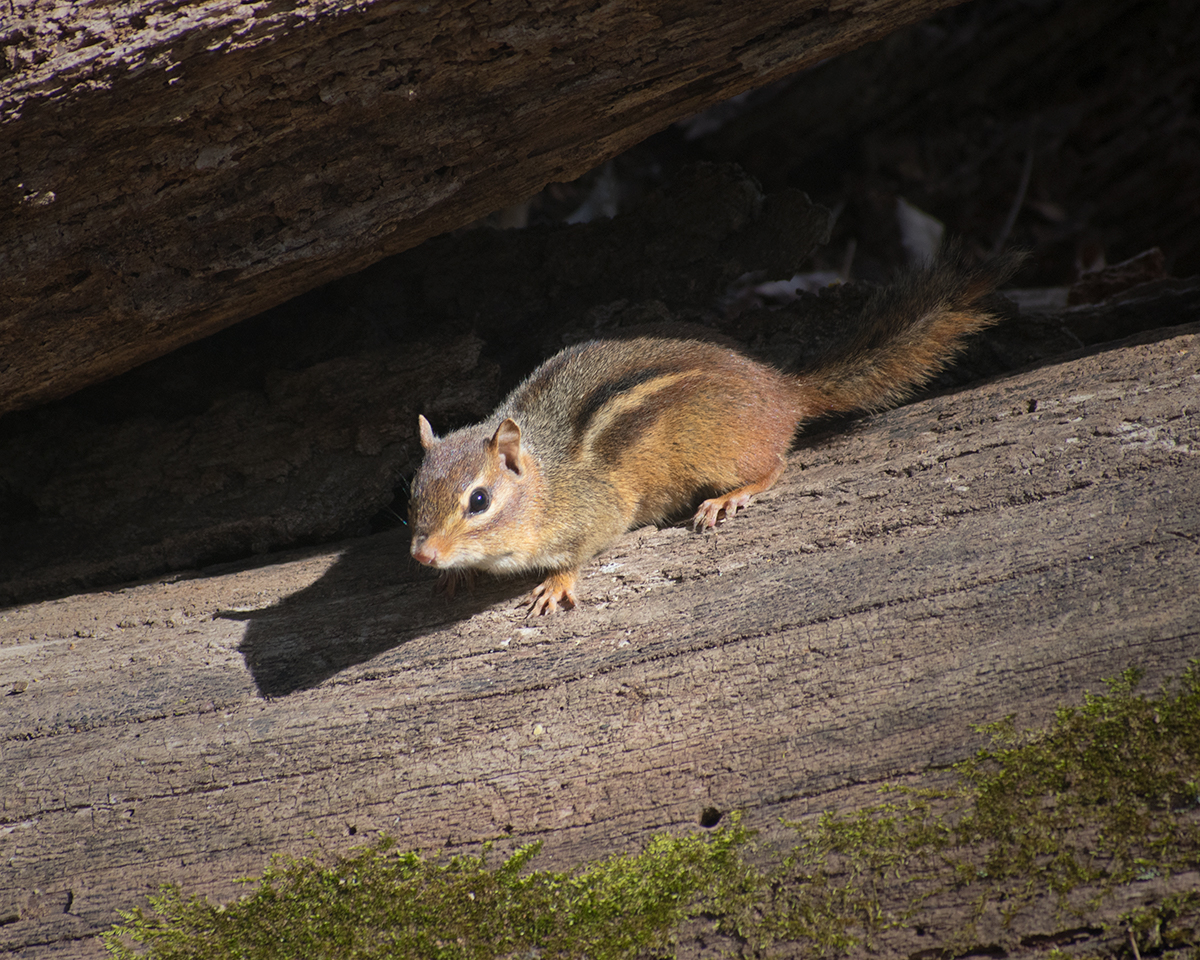 Eastern Chipmunk