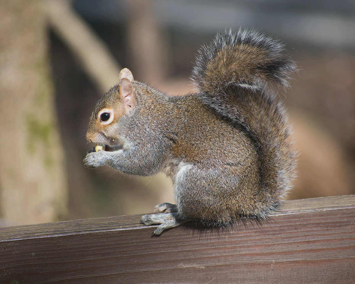 Eastern Gray Squirrel