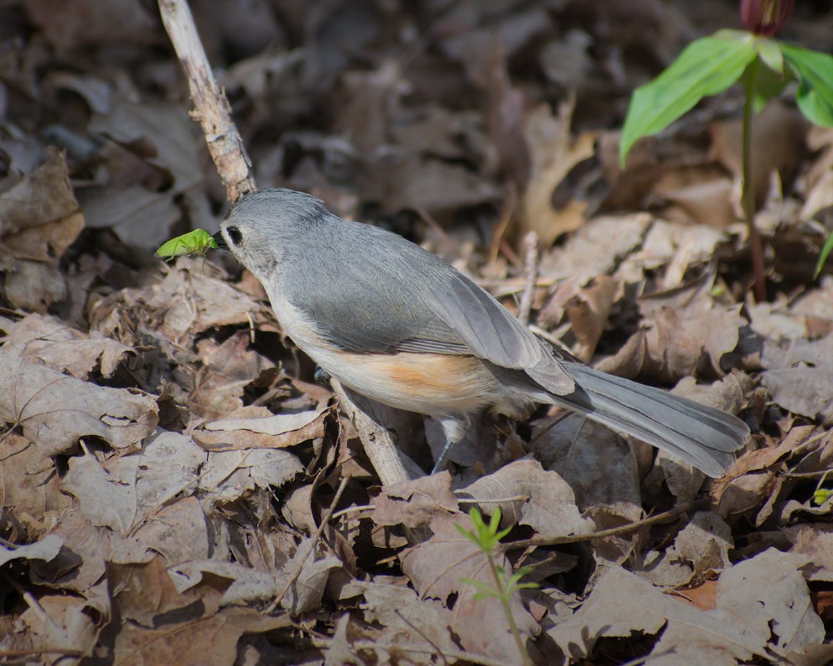 Tufted Titmouse