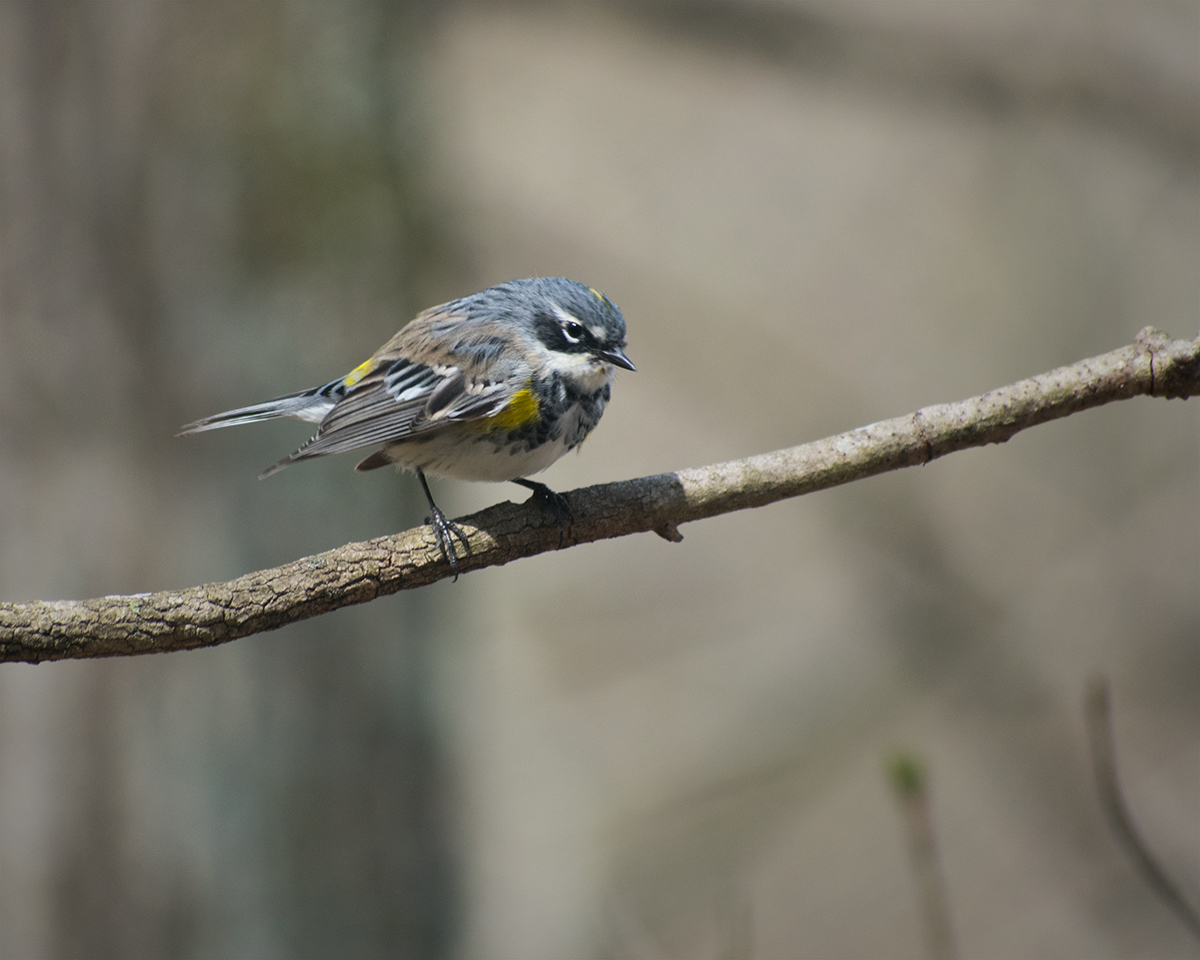 Yellow-rumped Warbler