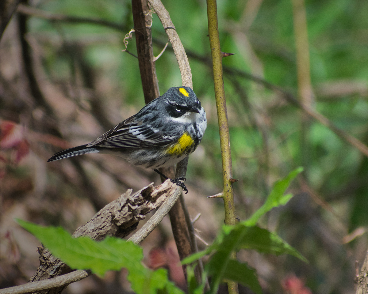 Yellow-rumped Warbler