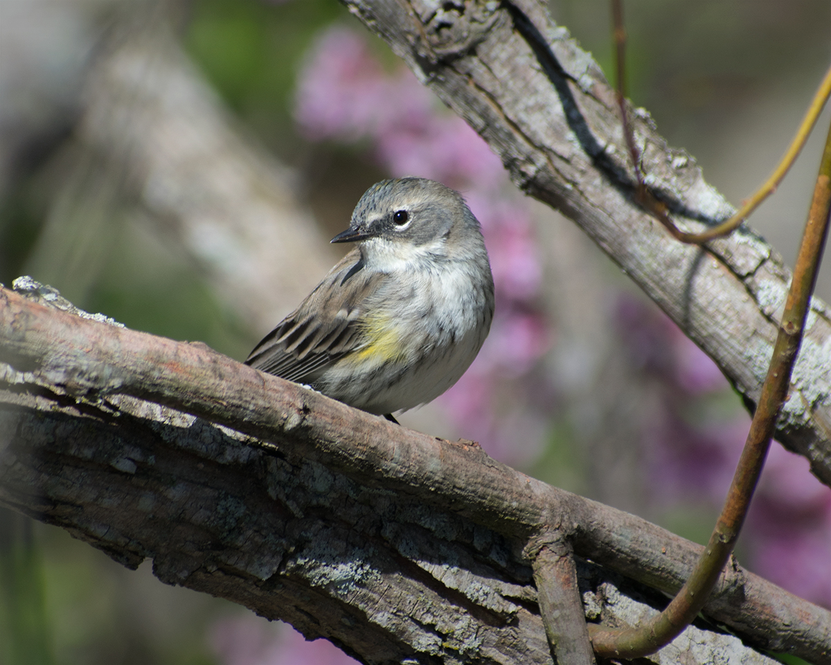 Yellow-rumped Warbler
