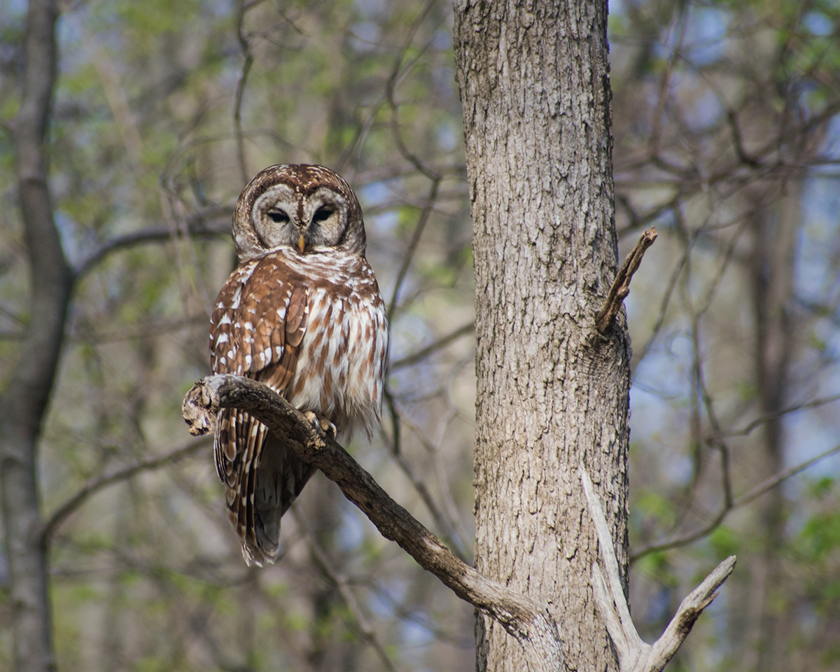 Barred Owl