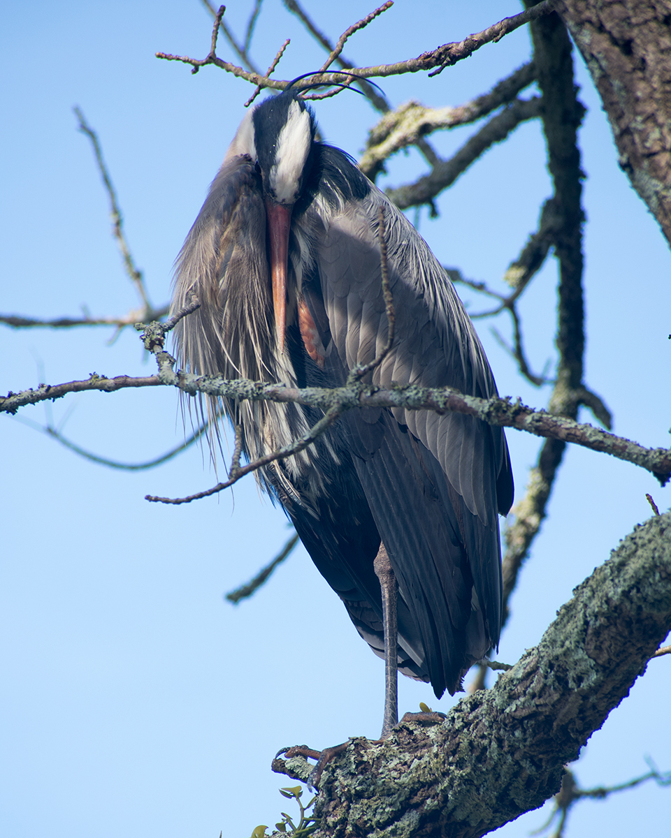 Great Blue Heron