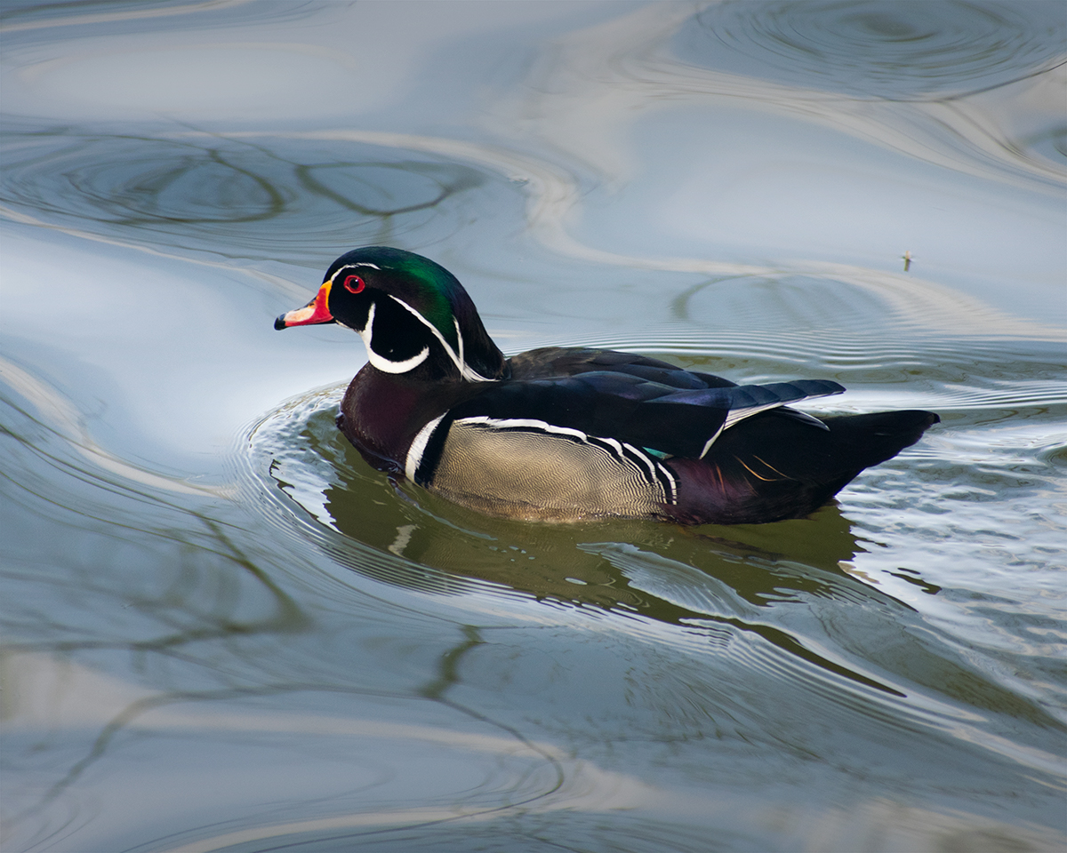Wood Duck
