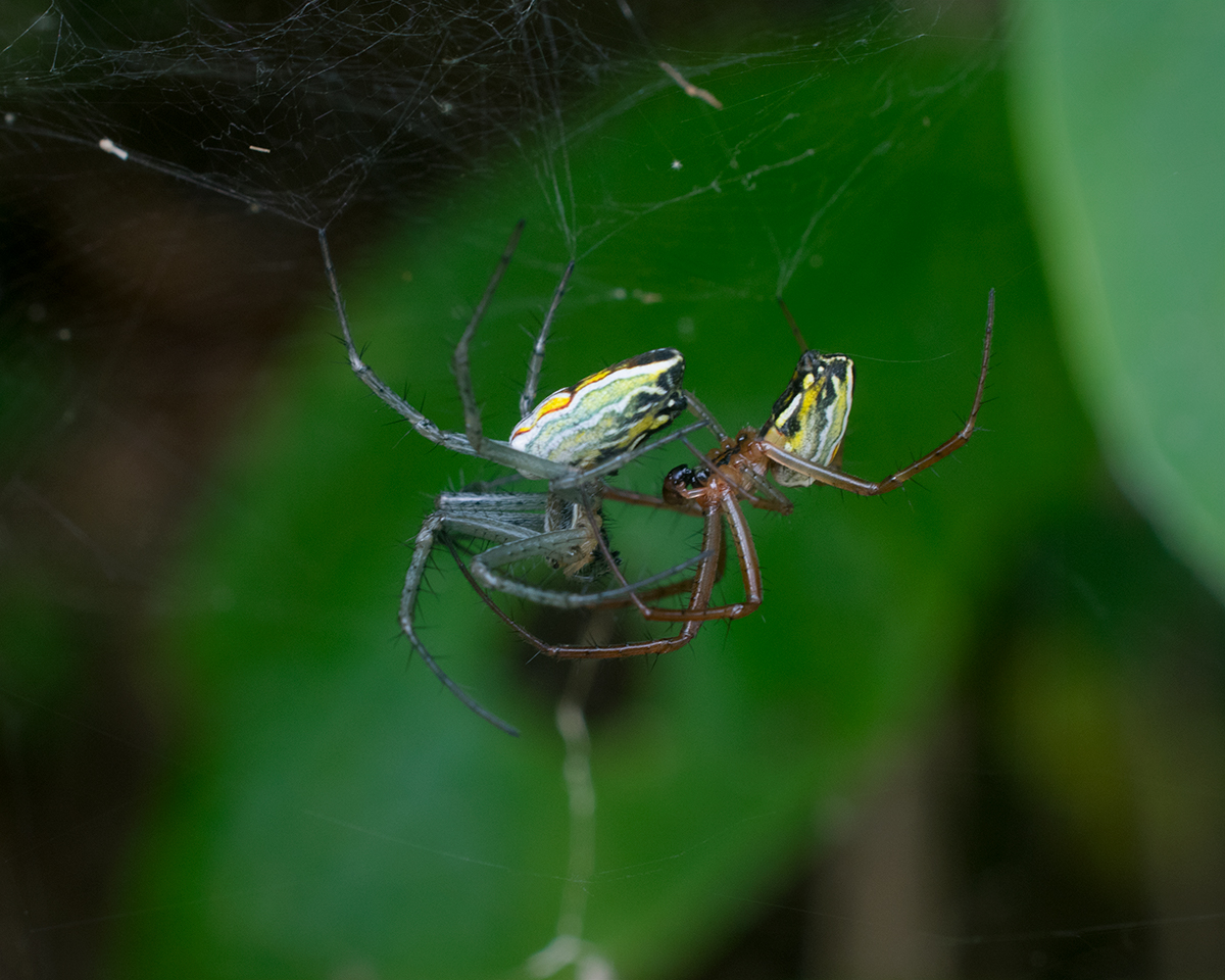 Basilica Orbweaver