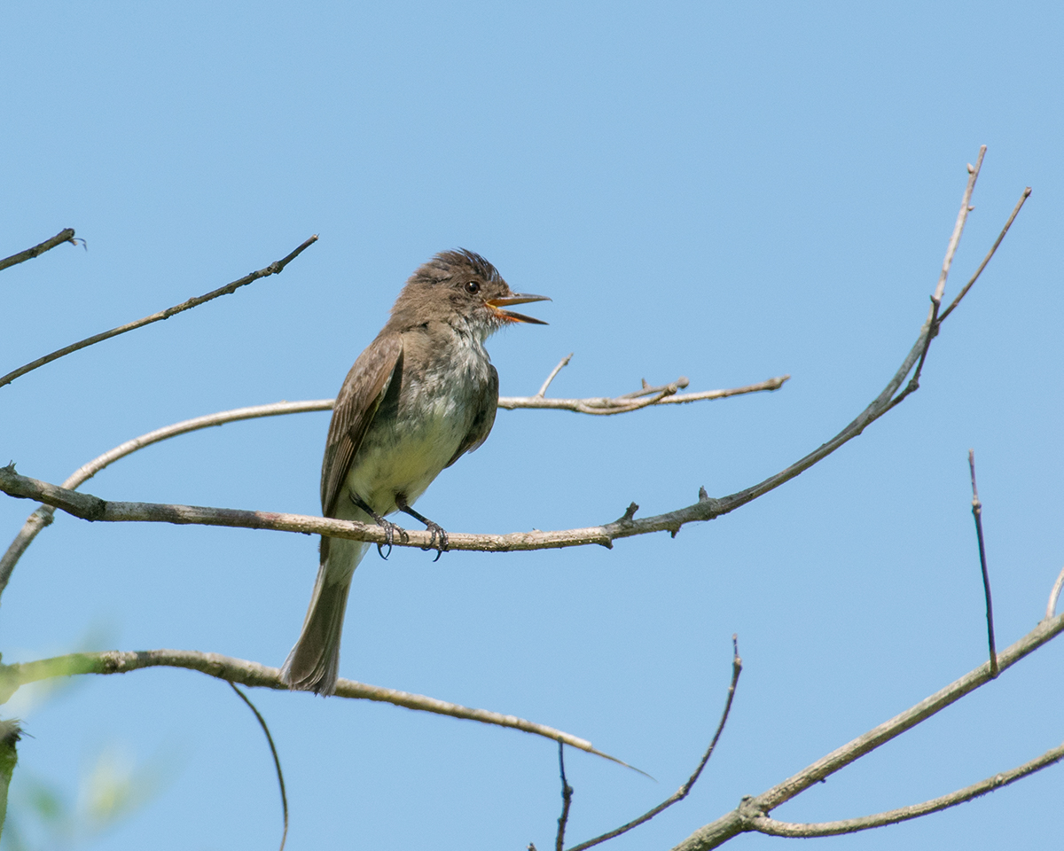 Eastern Wood-Peewee