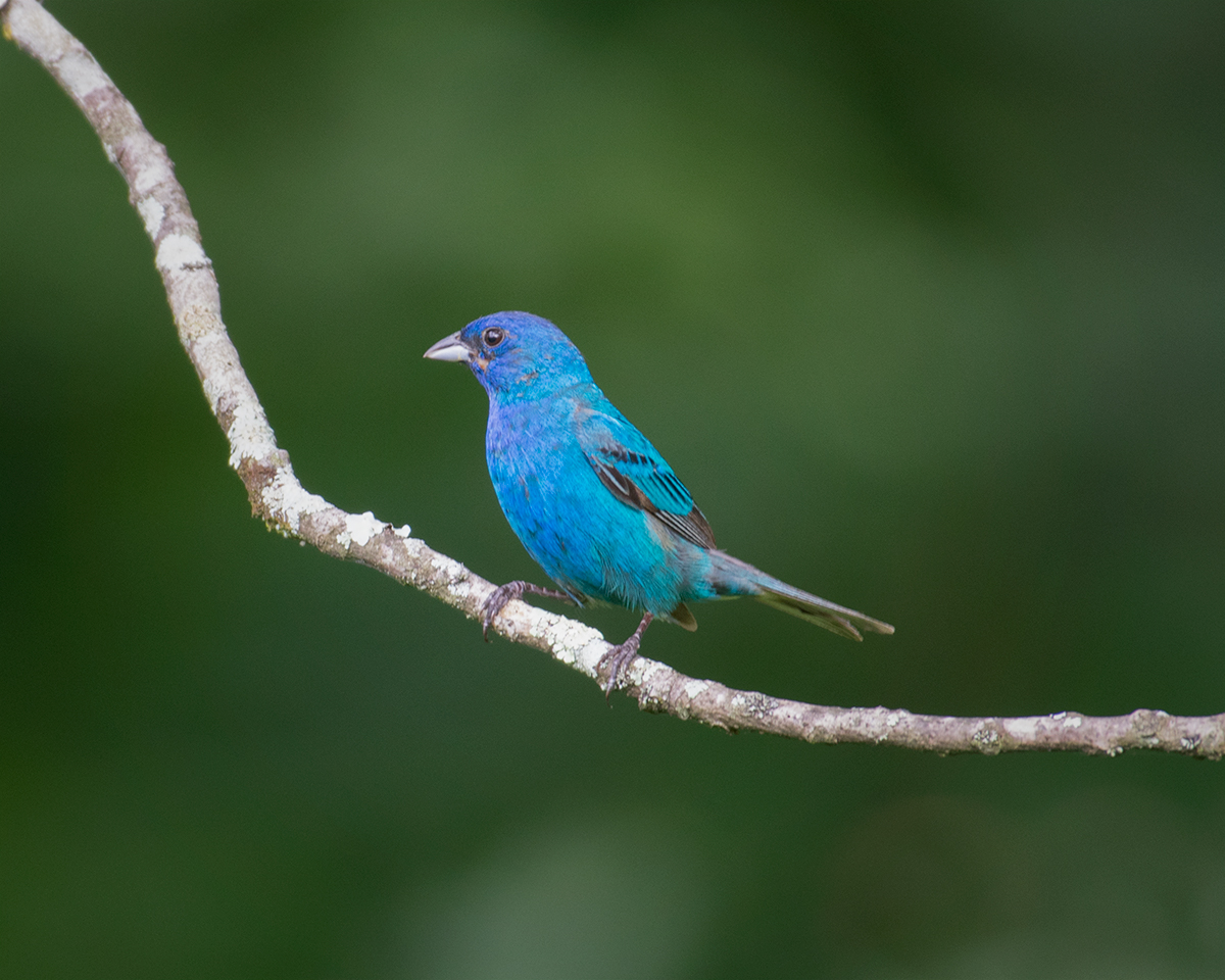 Indigo Bunting