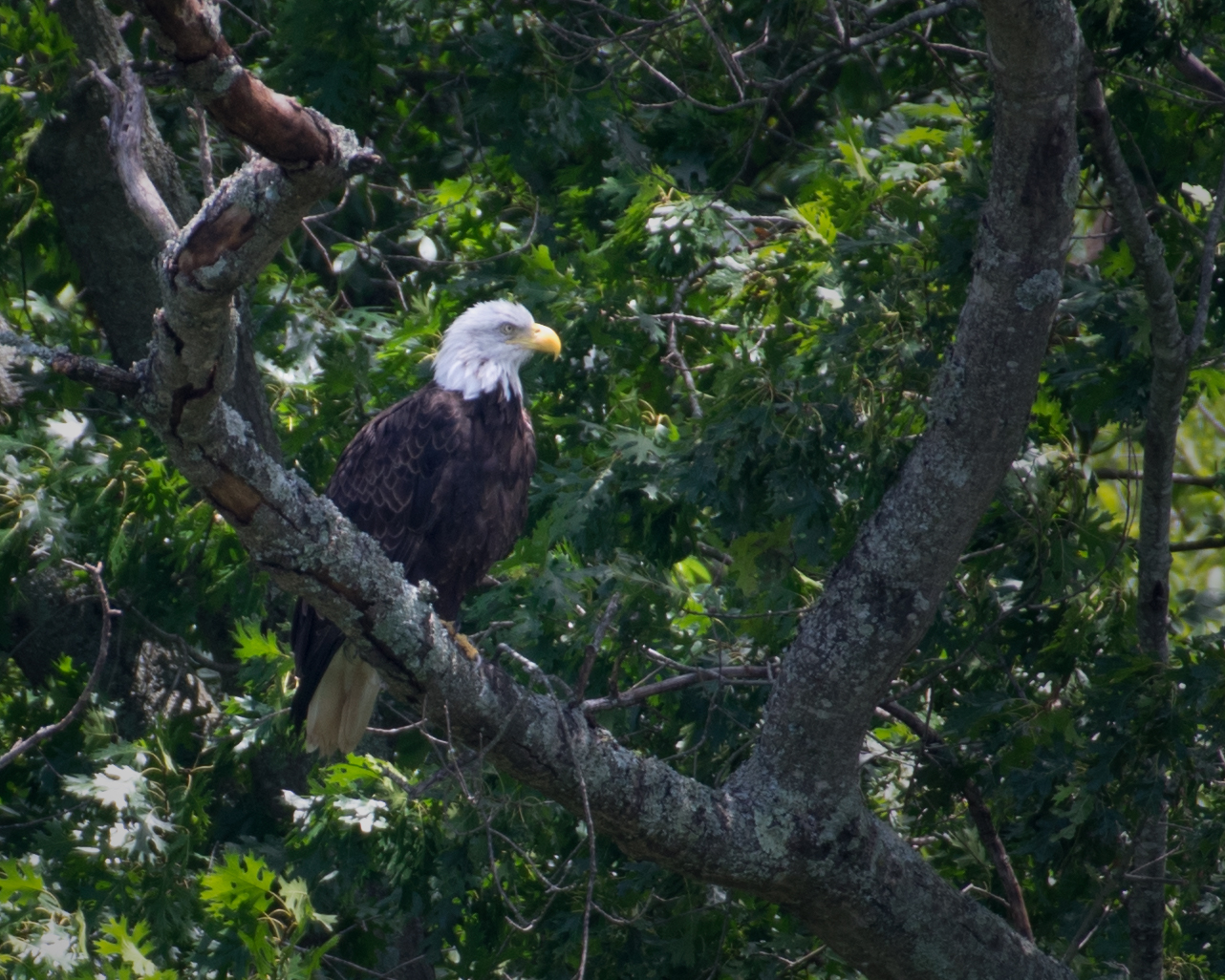 Bald Eagle