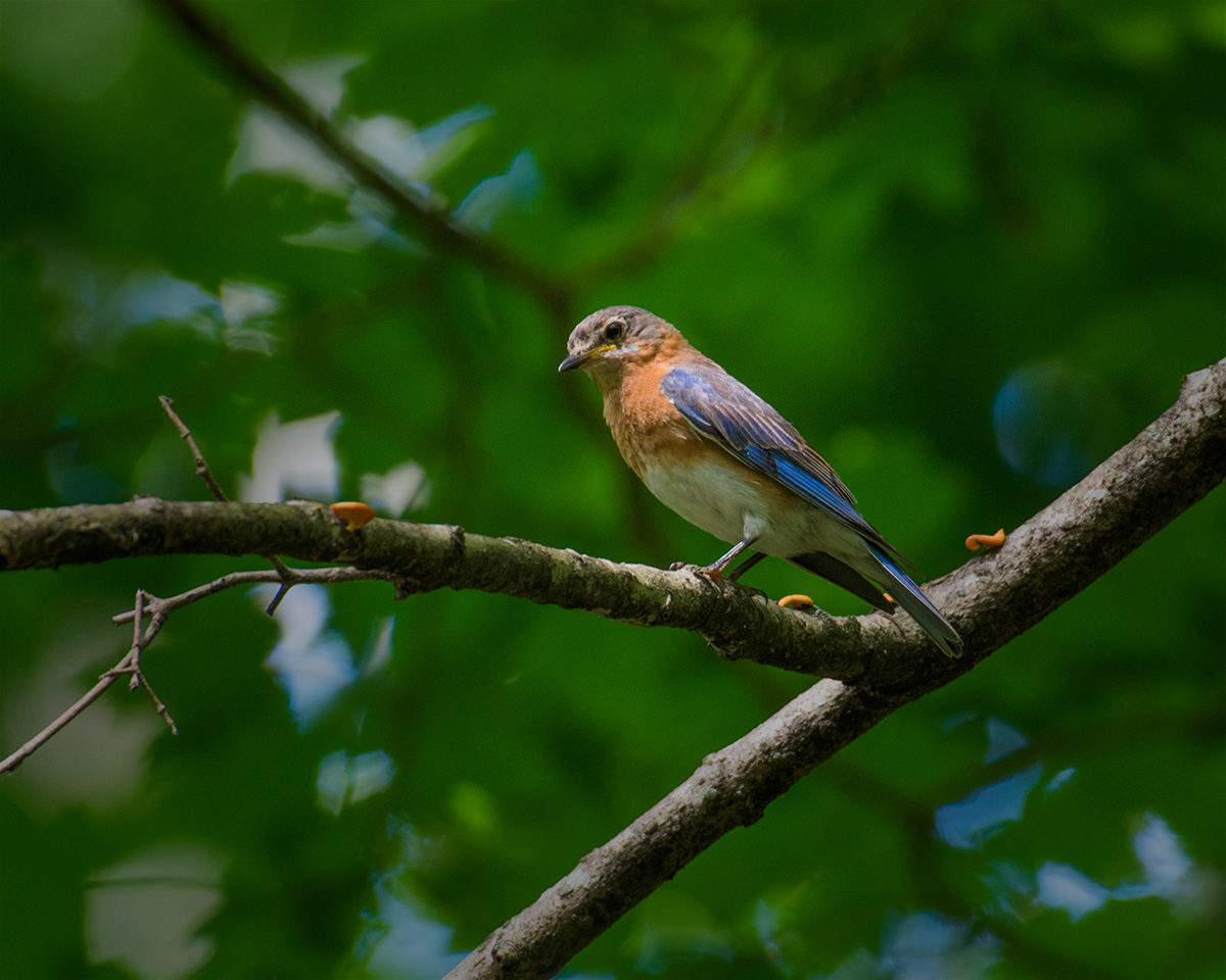 Eastern Bluebird