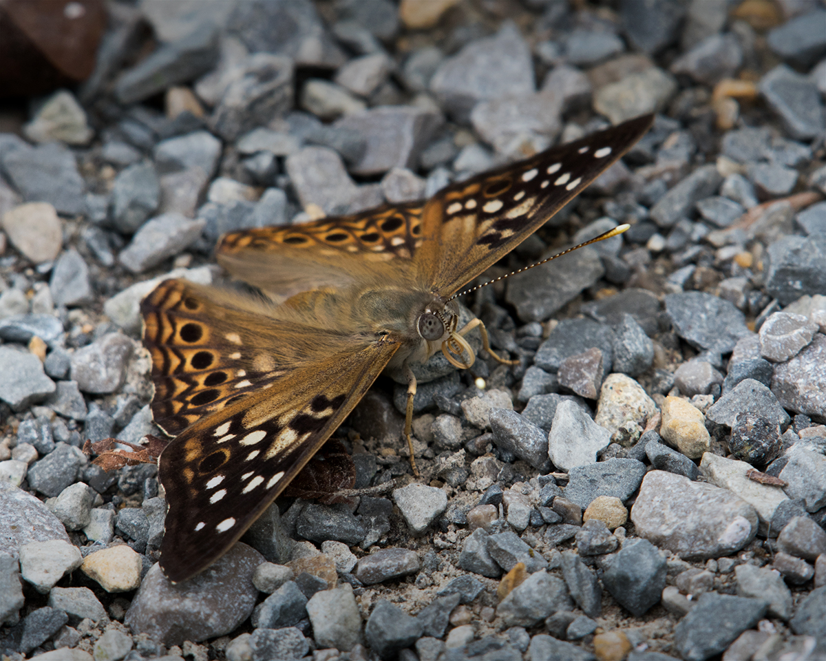 Hackberry Emperor