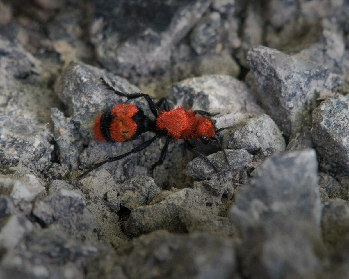 Red Velvet Ant