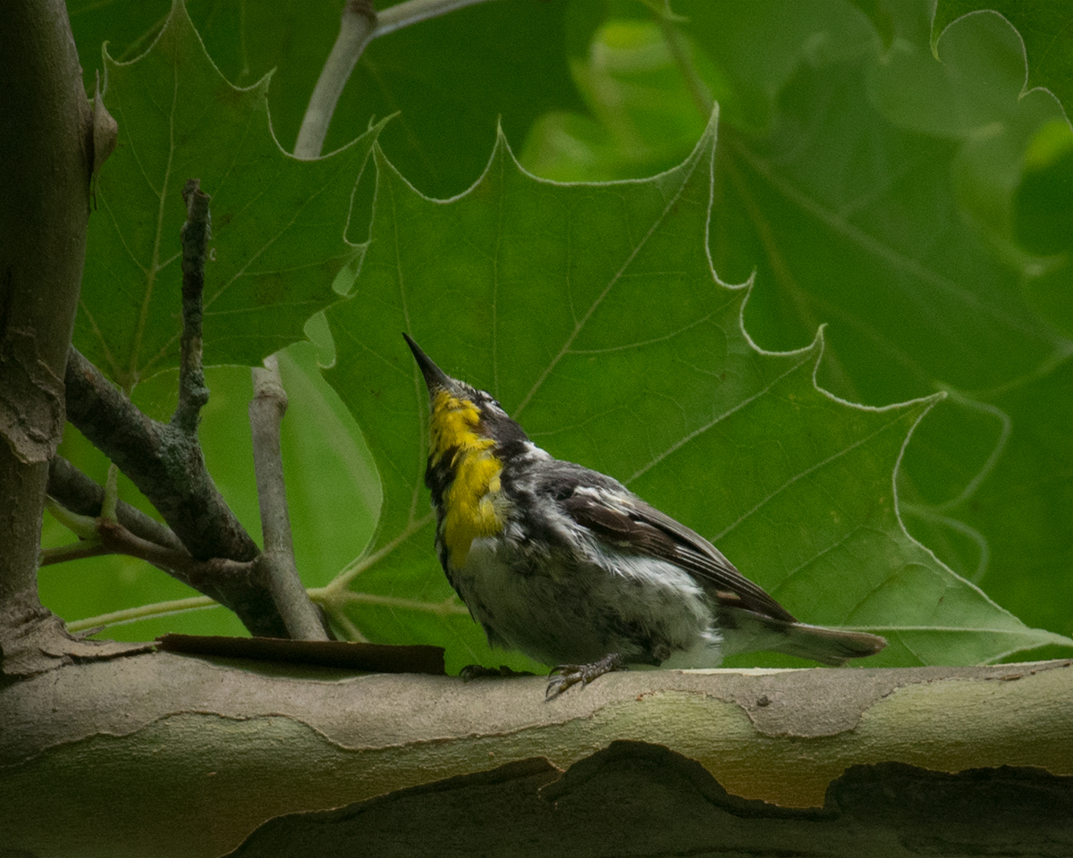 Yellow-throated Warbler