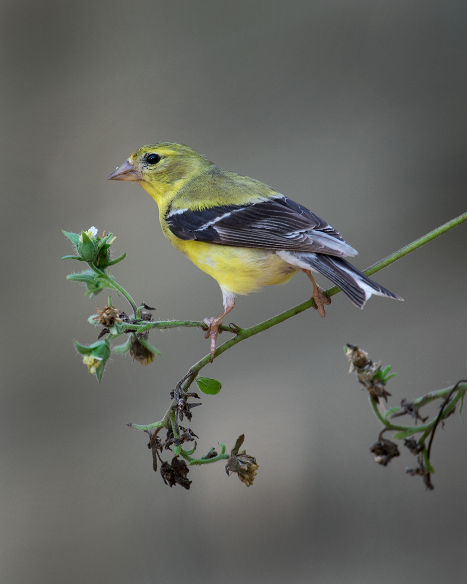 American Goldfinch