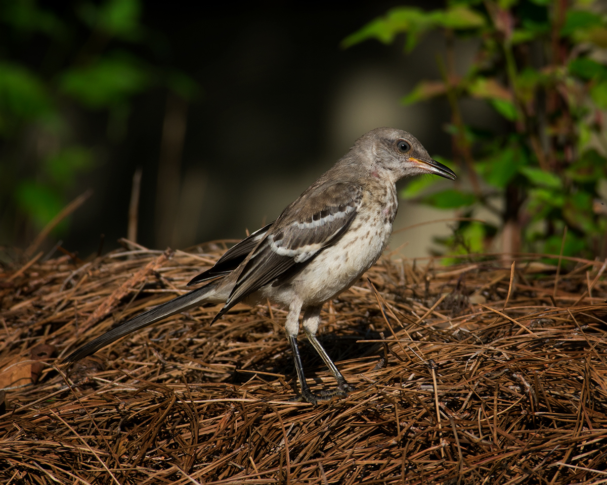 Northern Mockingbird