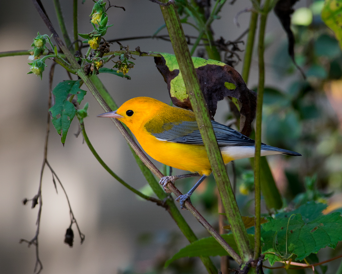 Prothonotary warbler