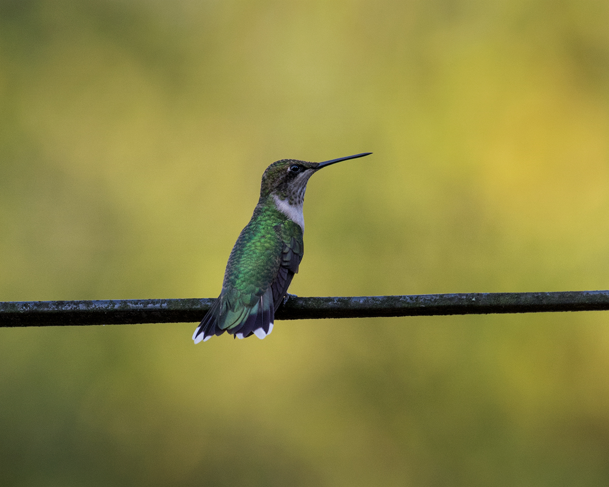 Ruby-throated Hummingbird