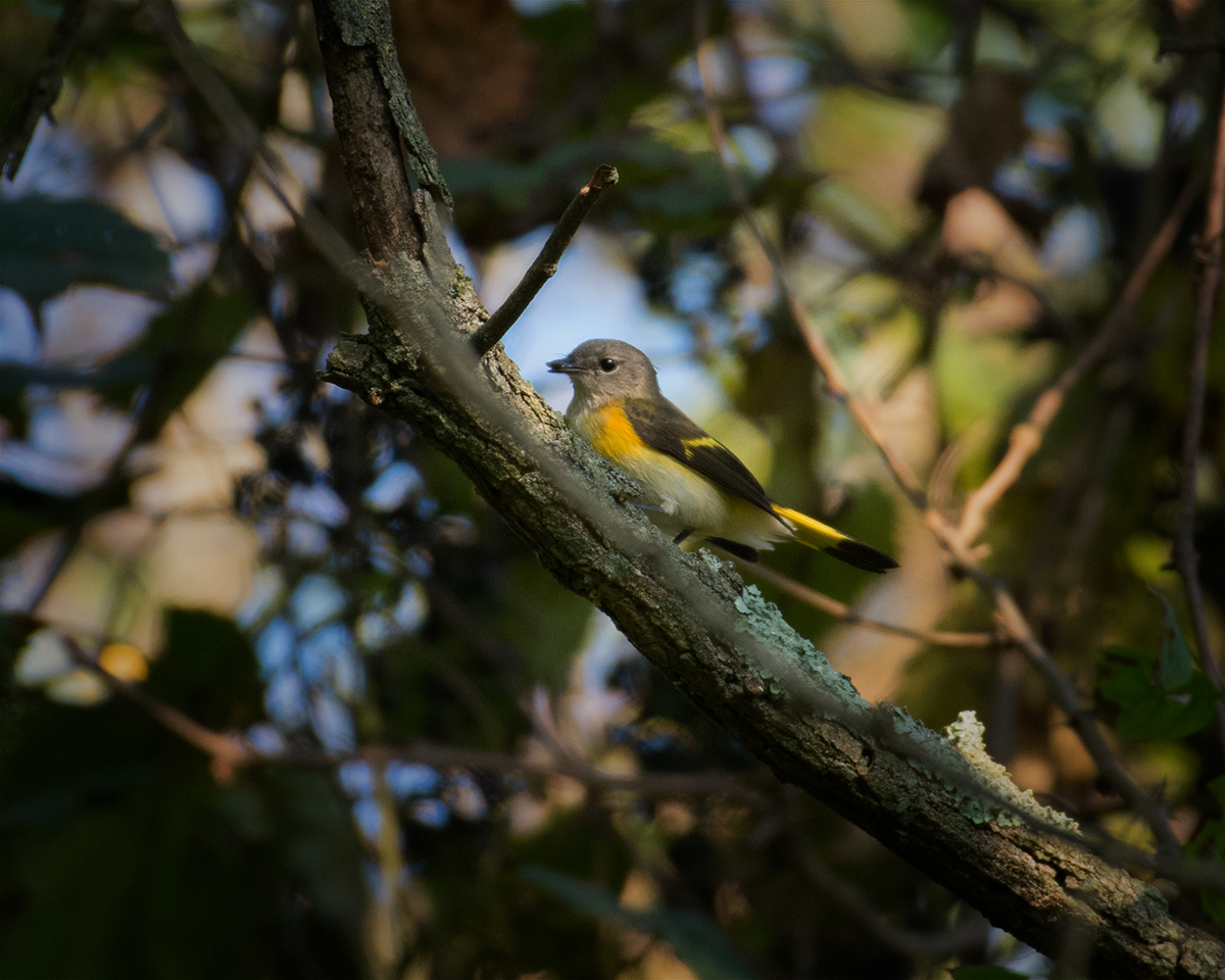 American Redstart