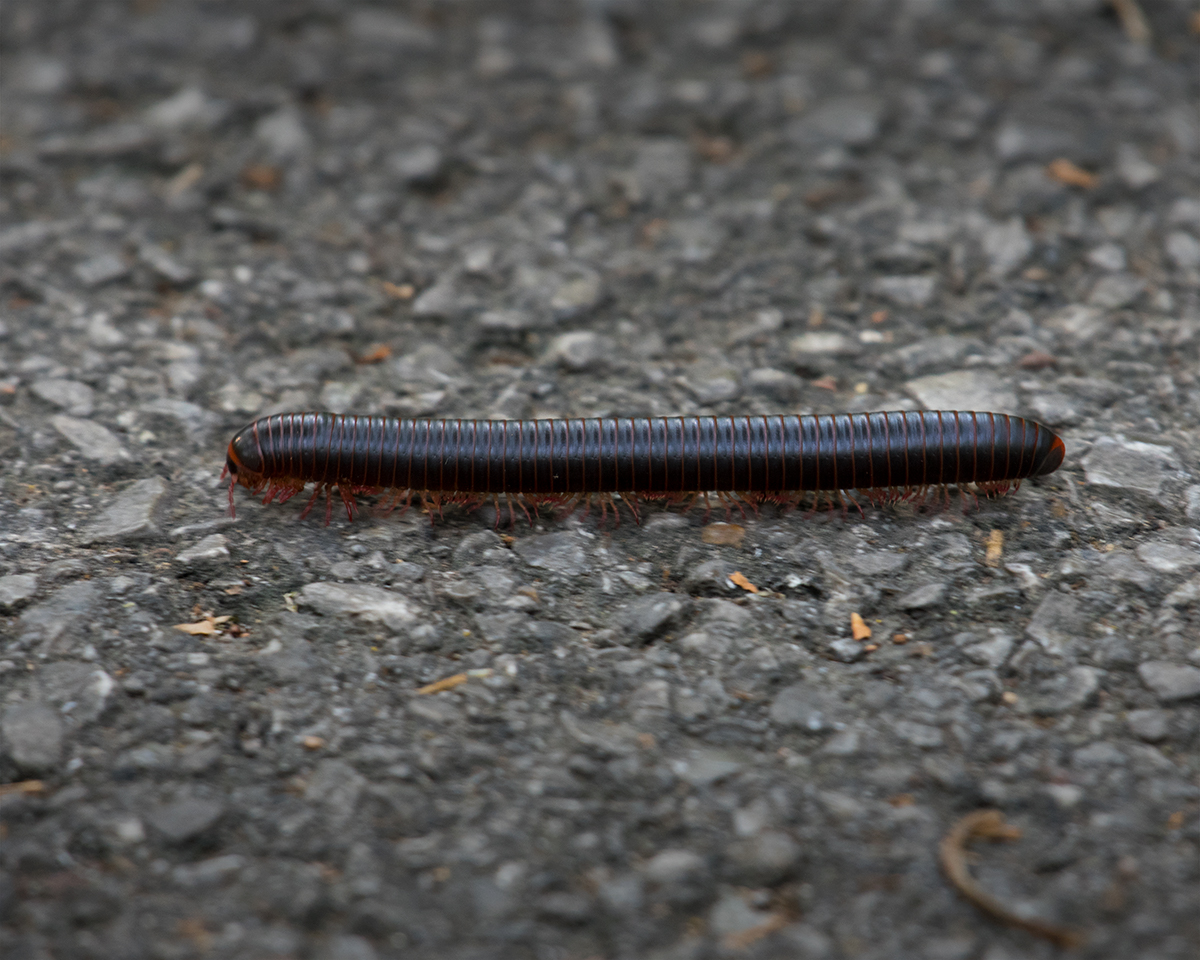 American giant millipede (Narceus americanus)