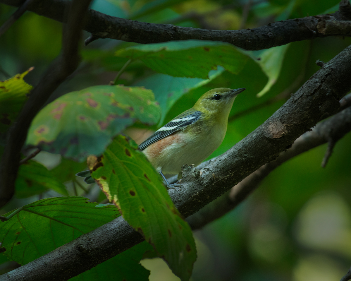 Bay-breasted warbler