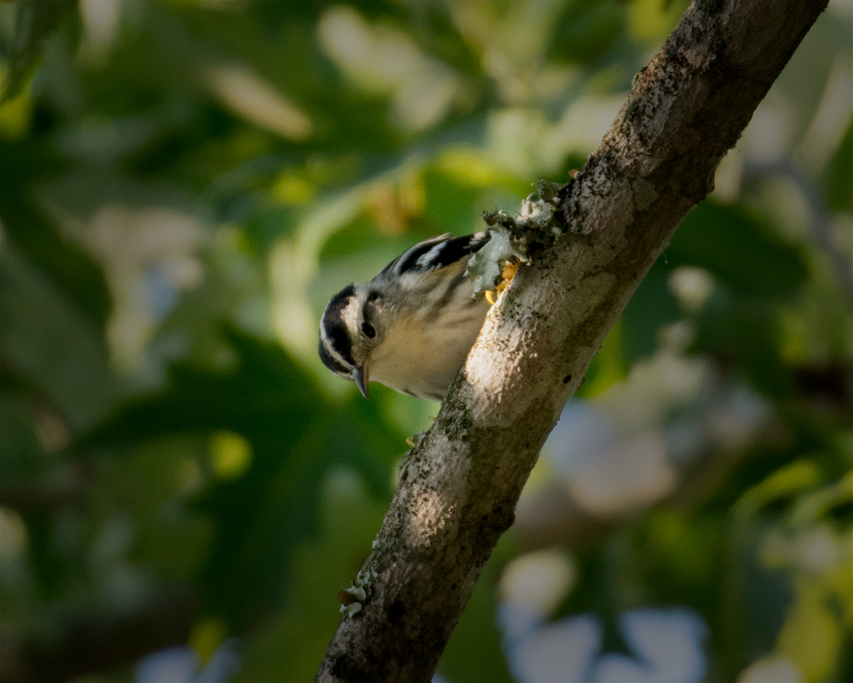 Black-and-white warbler