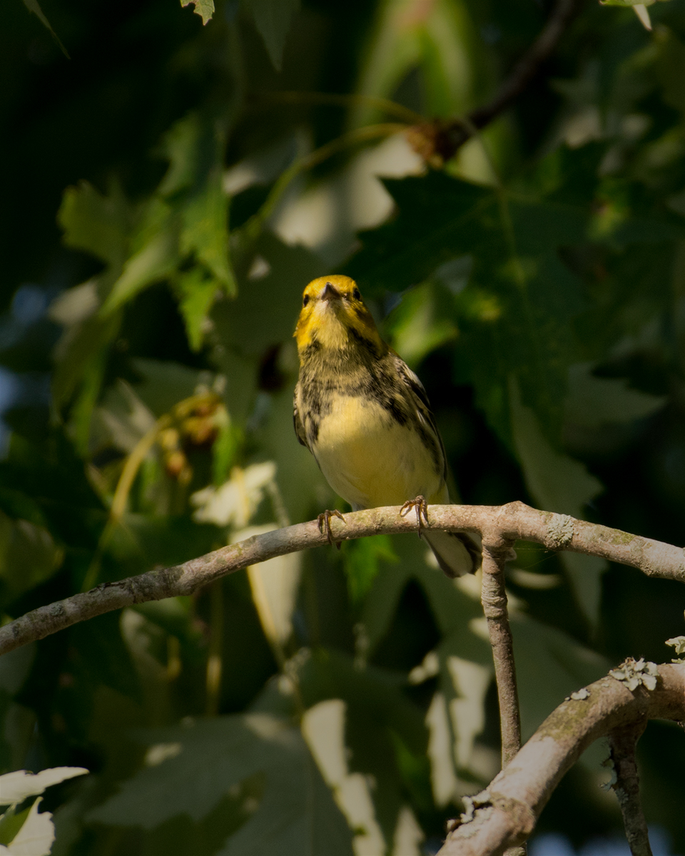 Black-throated green warbler