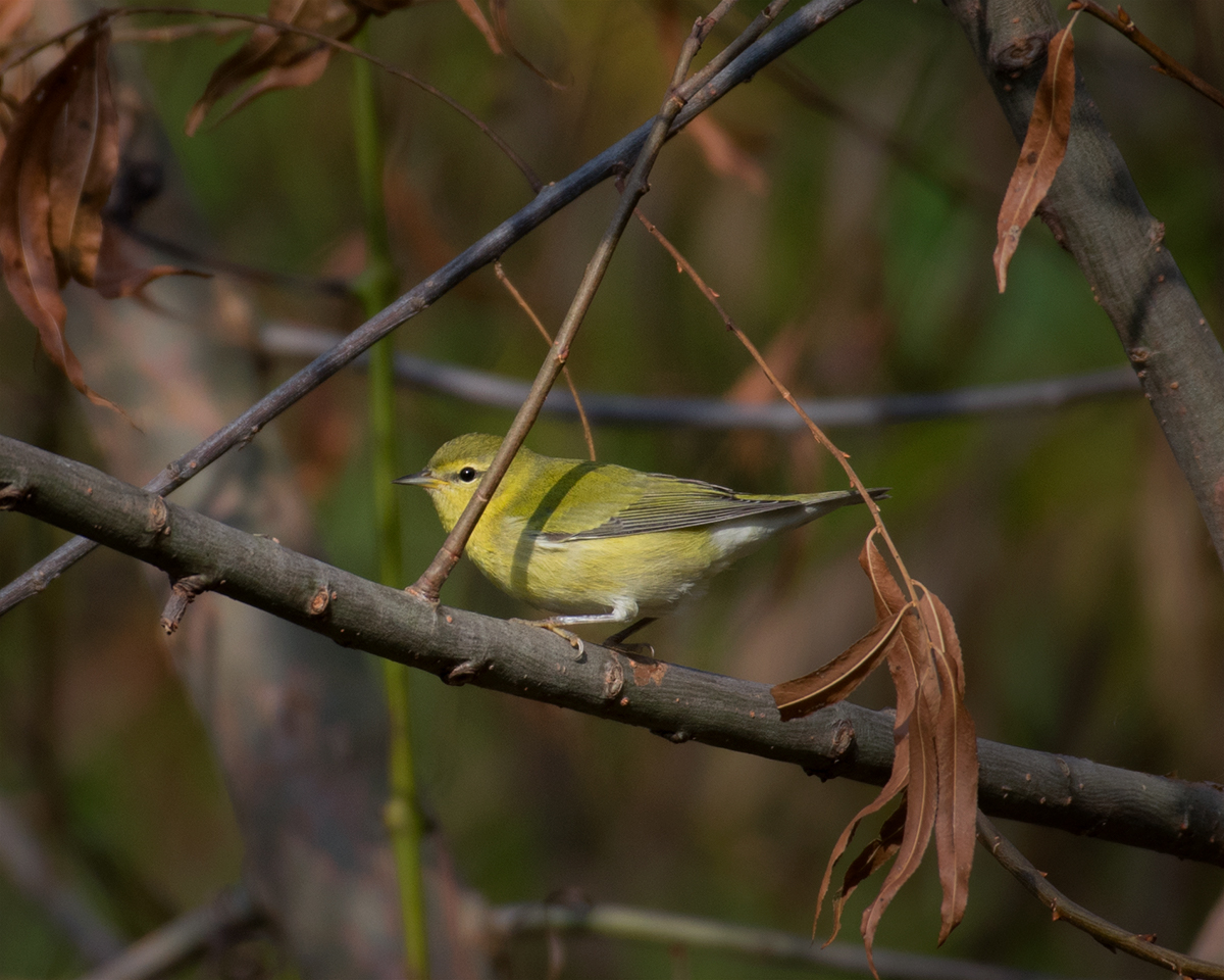 Tennessee warbler