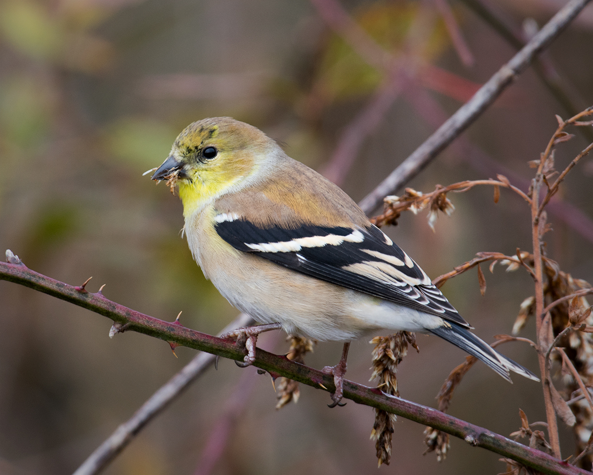 American Goldfinch