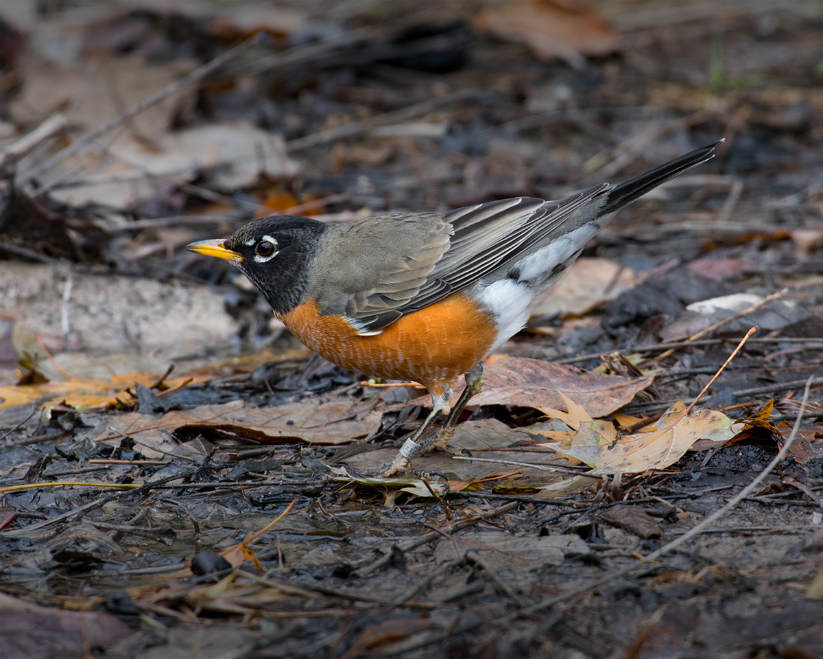 American Robin