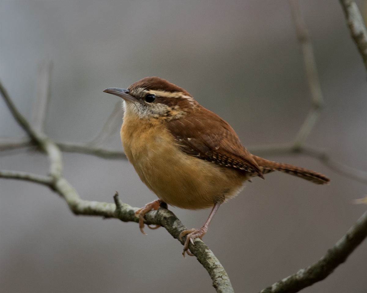 Carolina Wren