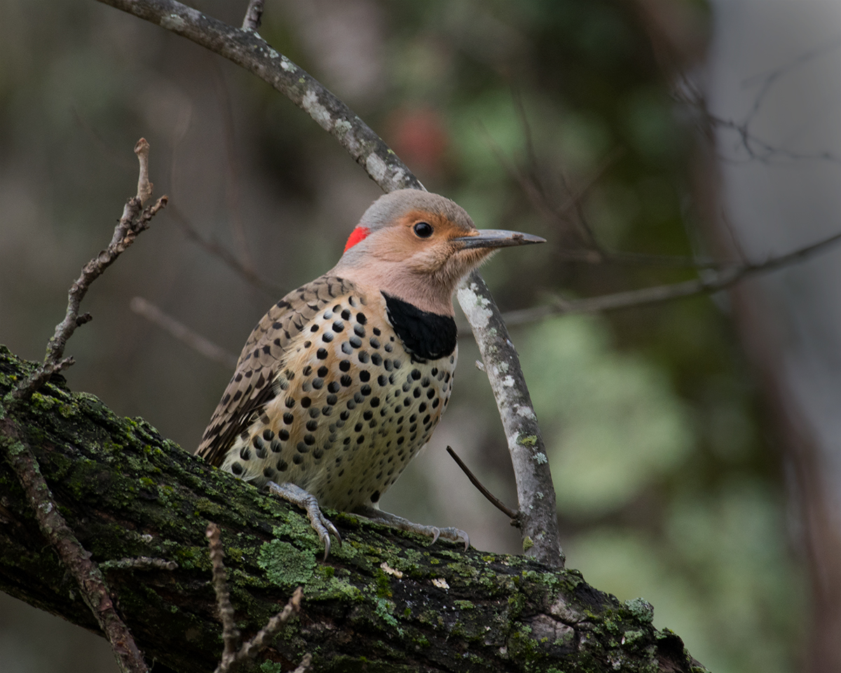 Northern Flicker