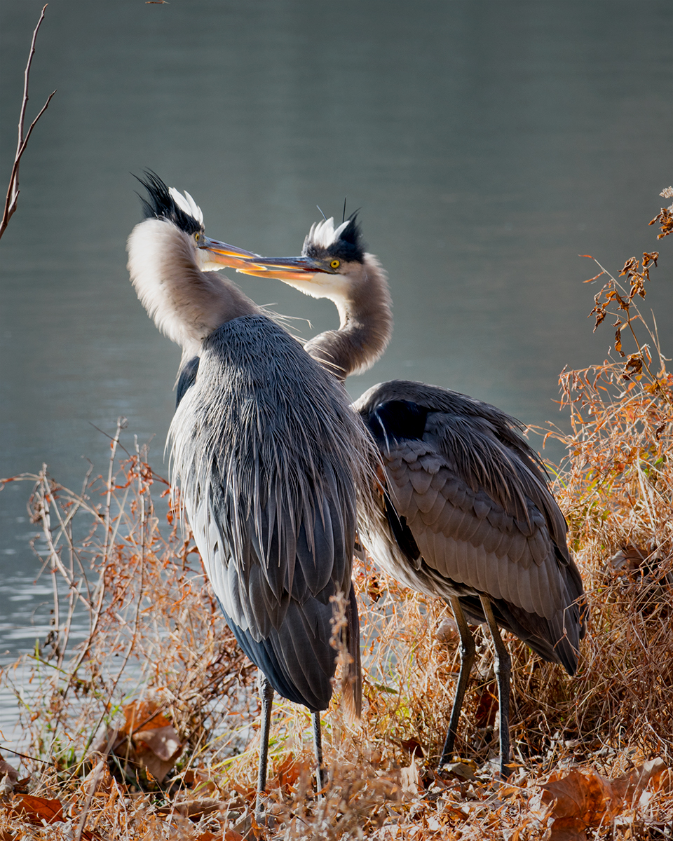 Great Blue Heron