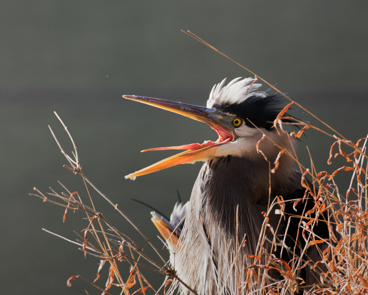Great Blue Heron