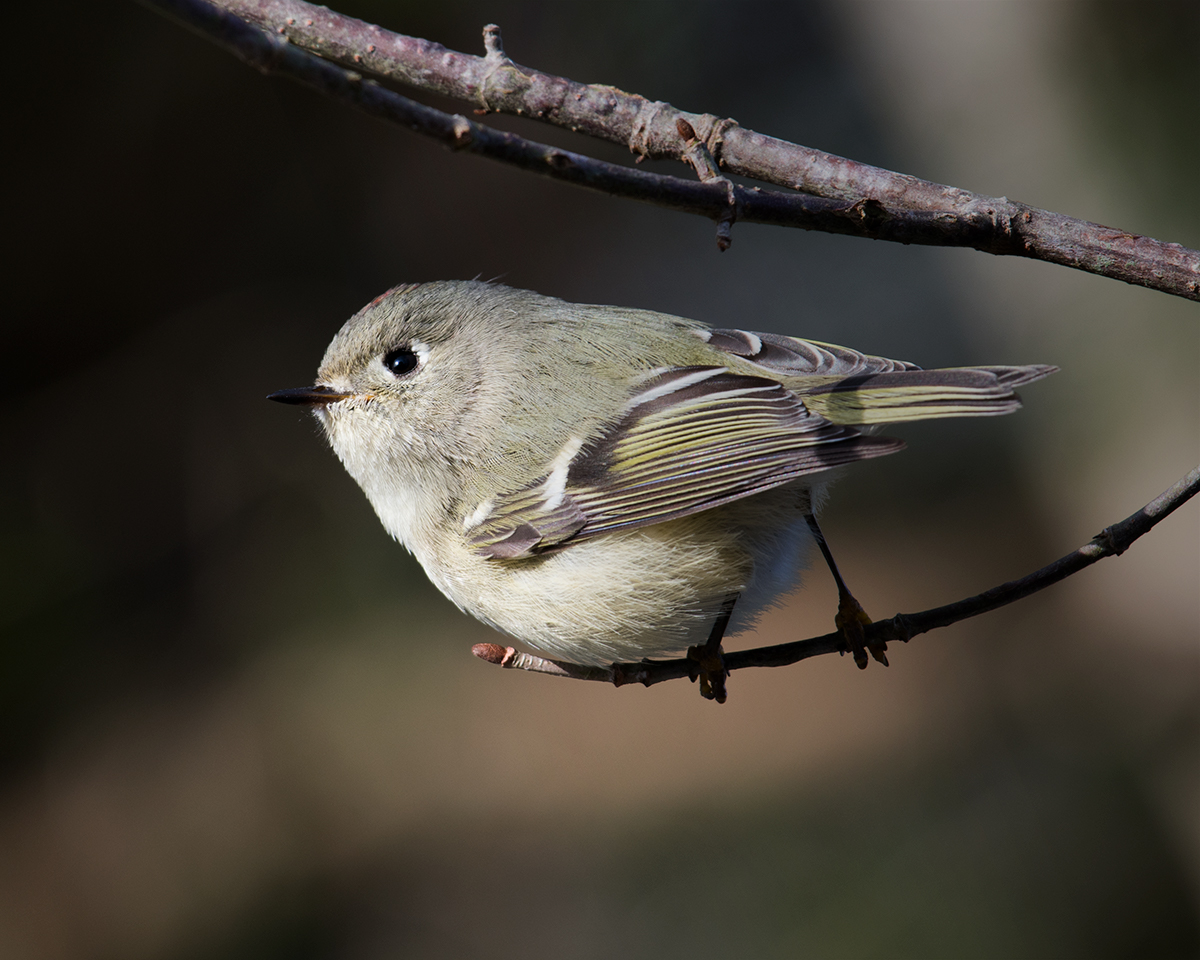 Ruby-crowned Kinglet