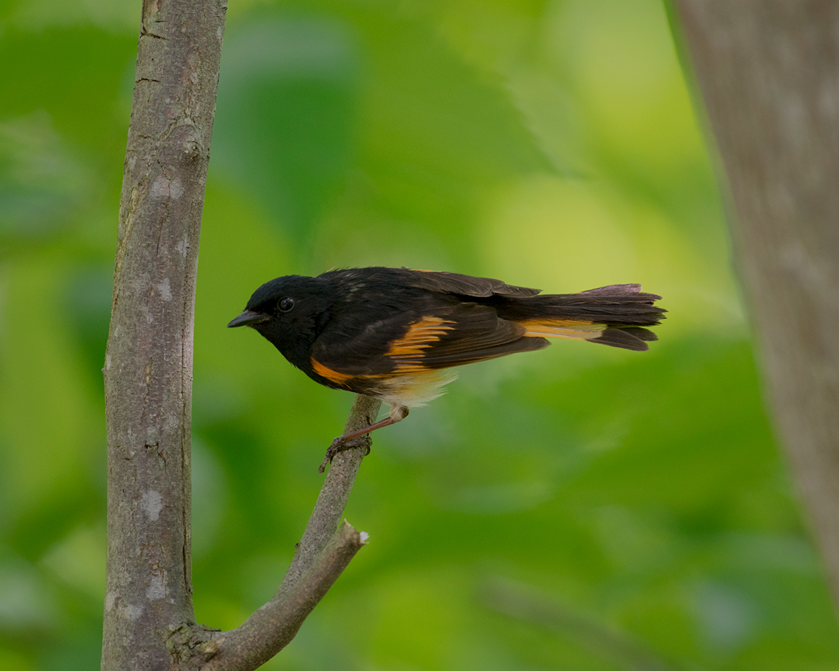 American Redstart