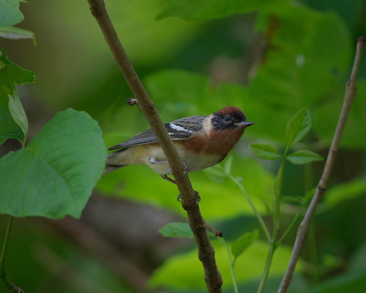 Bay-breasted Warbler