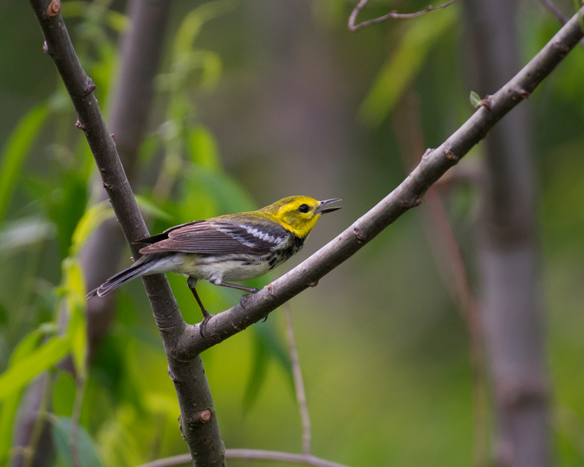 Black-throated Green Warbler